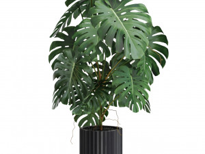 Plants collection 582 3D Model