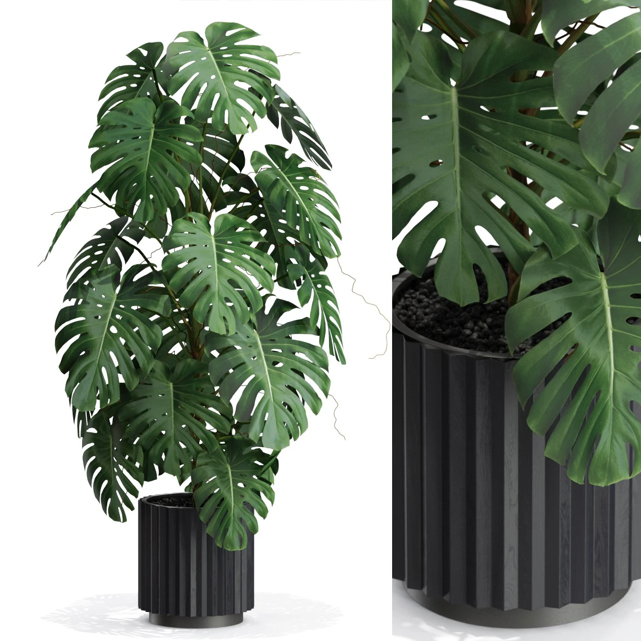 Plants collection 583 3D Model .c4d .max .obj .3ds .fbx .stl .blend 