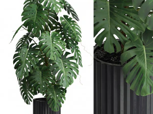 Collection de plantes 583 Modèle 3D