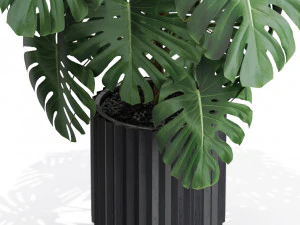 Plants collection 583 3D Model
