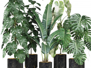 Plants collection 584 3Dモデル