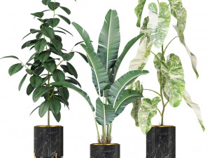 Plants collection 584 3D Model