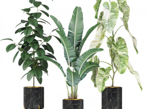 Plants collection 584 3D Model