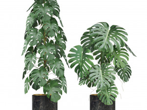 Plants collection 584 3D Model