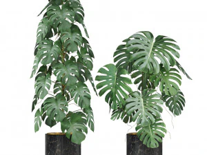 Plants collection 584 3D Model