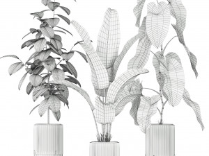 Plants collection 584 3D Model