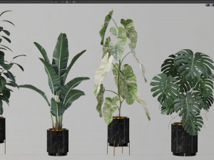 Plants collection 584 3D Model