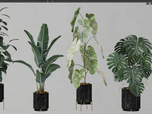 Plants collection 584 3D Model
