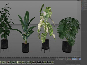 Plants collection 584 3D Model