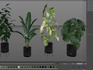 Plants collection 584 3D Model