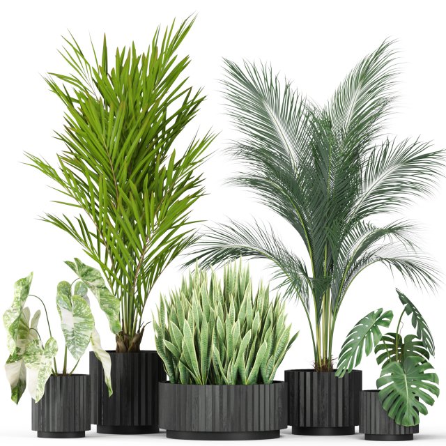 Plants collection 585 Model 3D .c4d .max .obj .3ds .fbx .stl .blend 