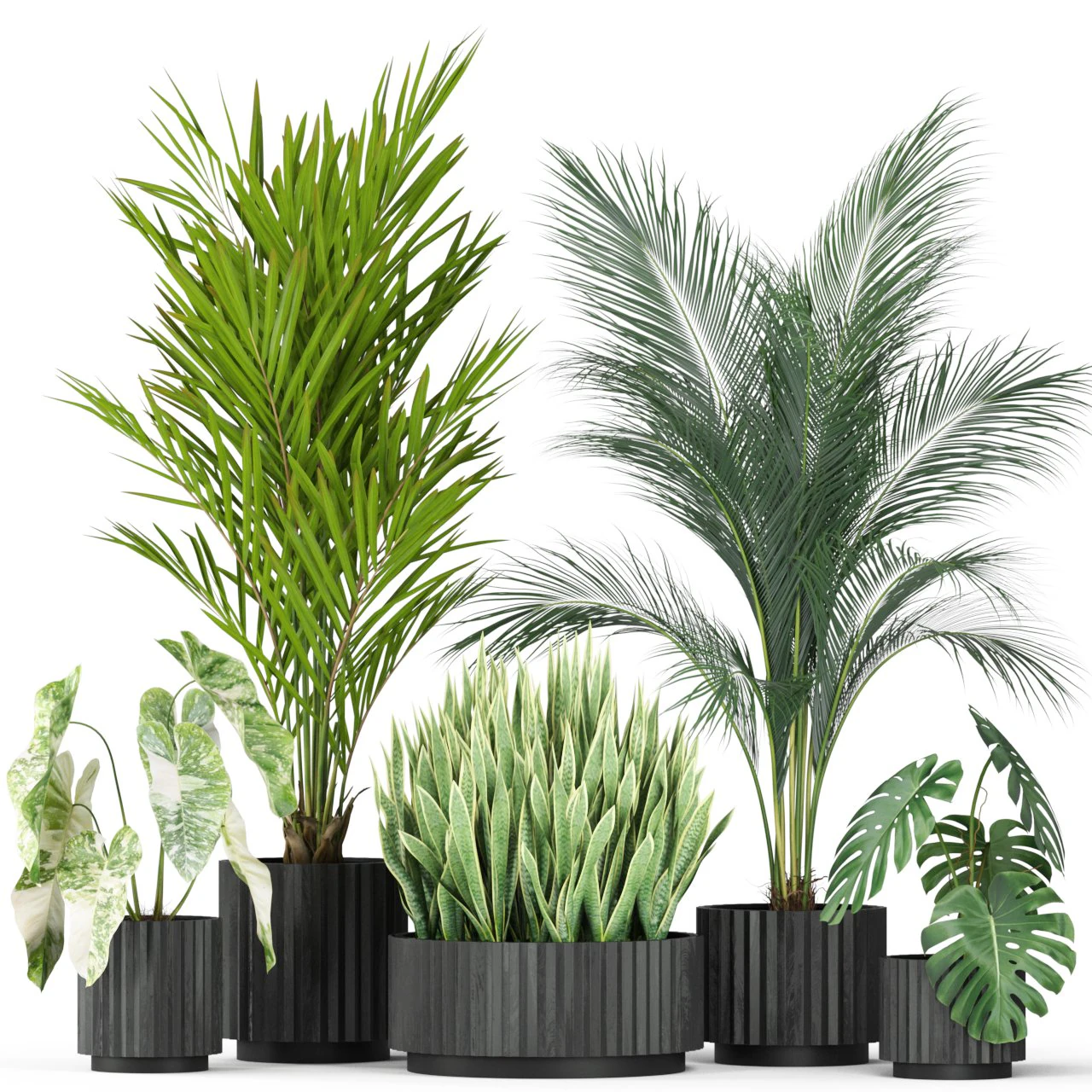 Plants collection 585 3D Model .c4d .max .obj .3ds .fbx .stl .blend 