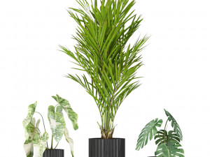Plants collection 585 Model 3D