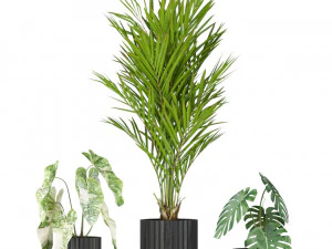 Plants collection 585 3D Model