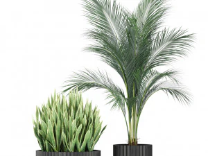 Plants collection 585 3D Model