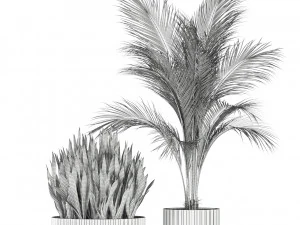 Plants collection 585 3D Model