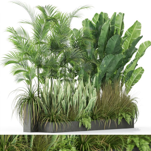 Plants collection 586 Modèle 3D .c4d .max .obj .3ds .fbx .stl .blend 