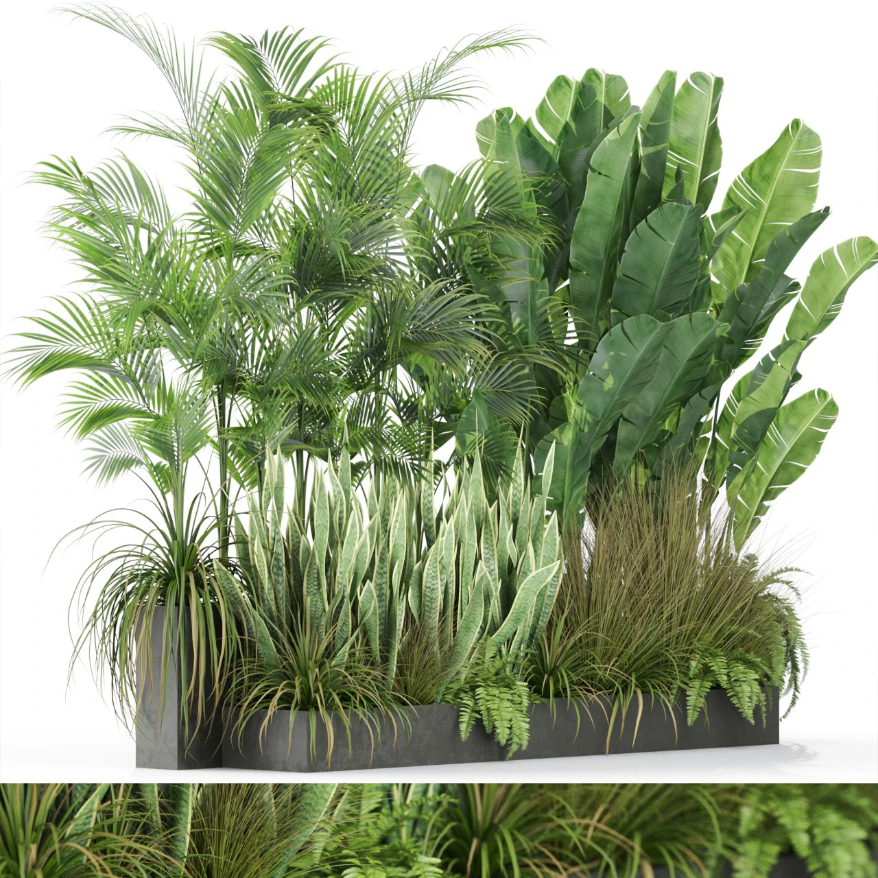 Plants collection 586 3D Model .c4d .max .obj .3ds .fbx .stl .blend 