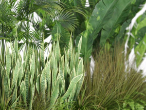 Plants collection 586 3D Model