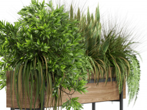 Plants collection 587 Modèle 3D