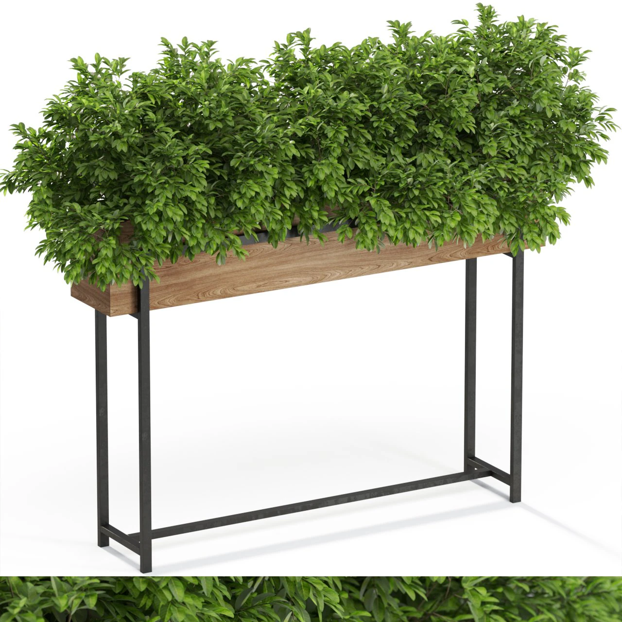 Plants collection 588 3D Model .c4d .max .obj .3ds .fbx .stl .blend