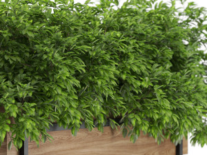 Plants collection 588 3Dモデル
