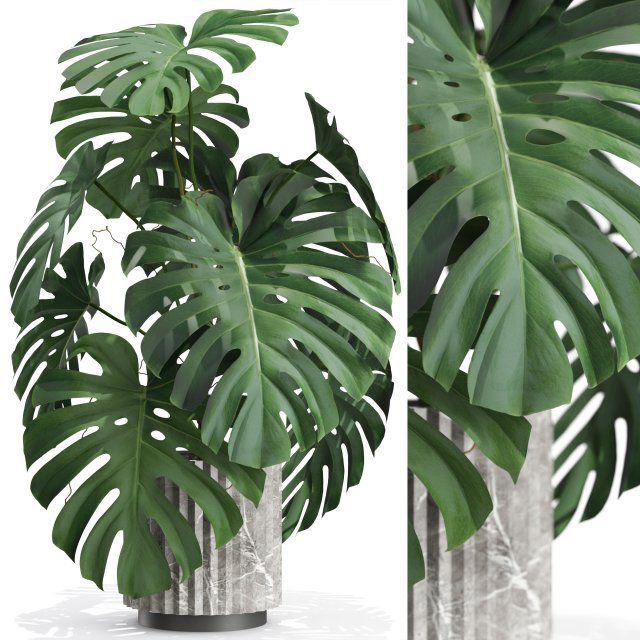 Plants collection 590 3D 模型 .c4d .max .obj .3ds .fbx .stl .blend 