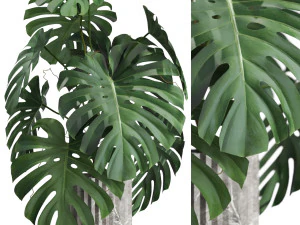 Коллекция растений 590 3D Модель