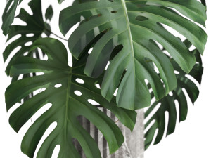 Plants collection 590 3D 模型