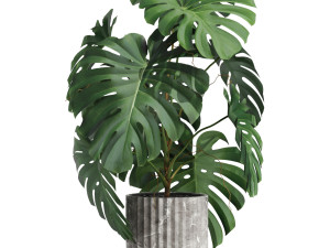 Plants collection 590 3D 模型