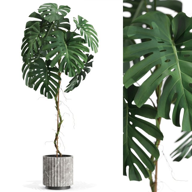 Plants collection 591 3D Модель .c4d .max .obj .3ds .fbx .stl .blend 