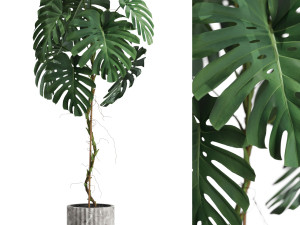 Plants collection 591 3D Model