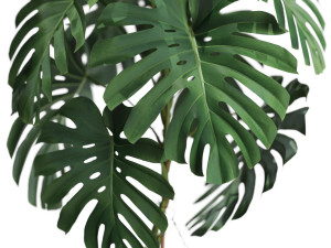 Plants collection 591 3D Модель