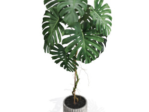 Plants collection 591 3D Модель