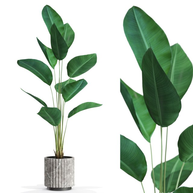 Plants collection 592 3D Model .c4d .max .obj .3ds .fbx .stl .blend 