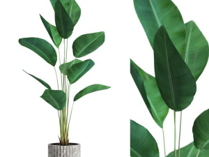 Bitki koleksiyonu 592 3D Model