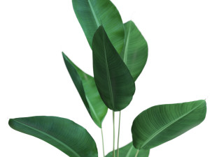 Plants collection 592 3D Model