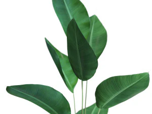 Plants collection 592 3D Model
