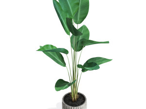 Plants collection 592 3D Model