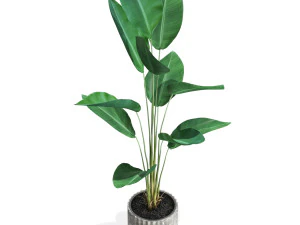 Plants collection 592 3D Model