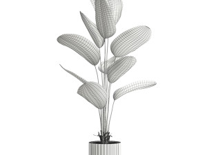 Plants collection 592 3D Model