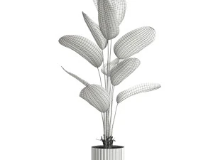 Plants collection 592 3D Model
