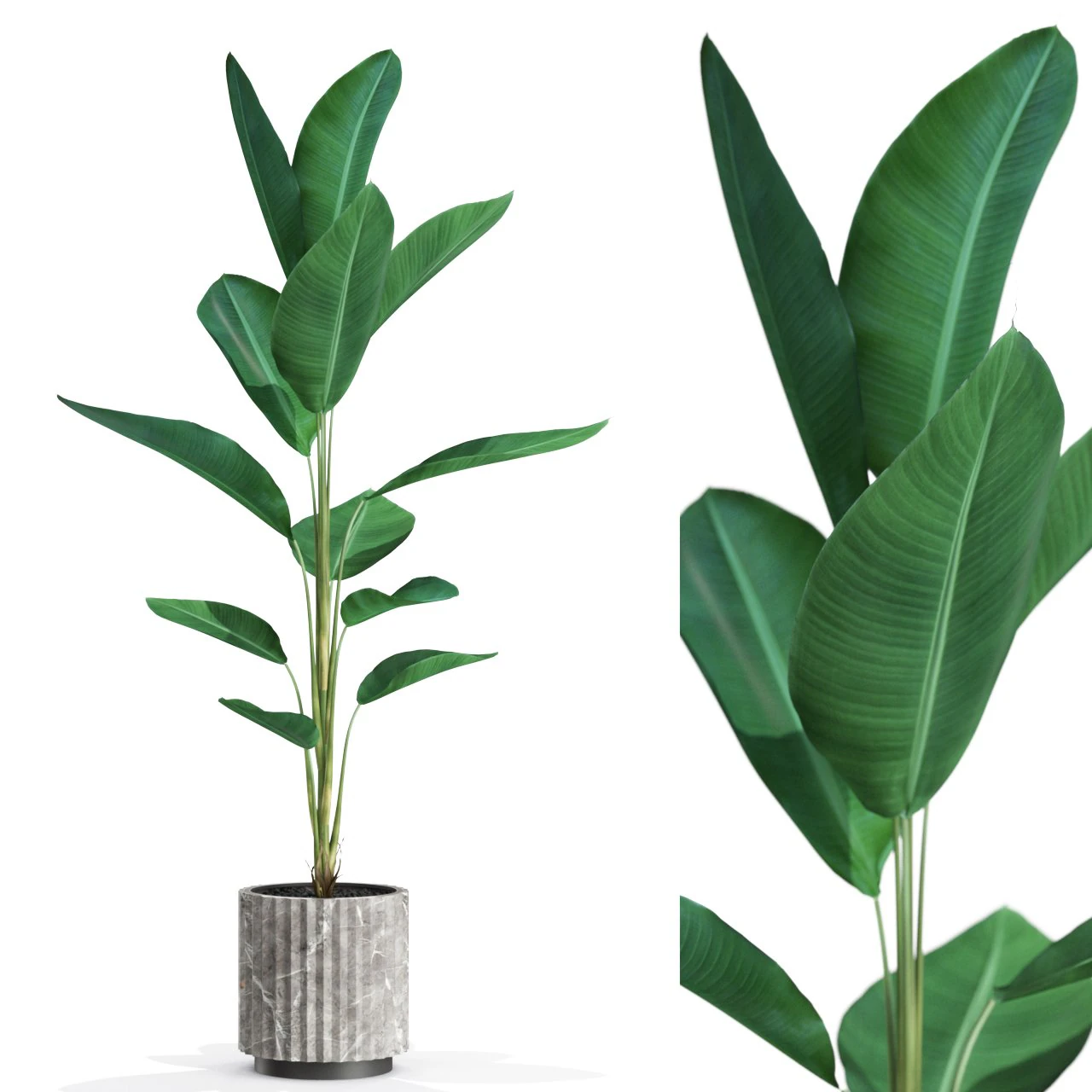 Collezione piante 593 Modello 3D .c4d .max .obj .3ds .fbx .stl .blend 