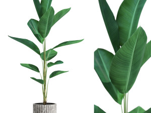 Plants collection 593 3D Model