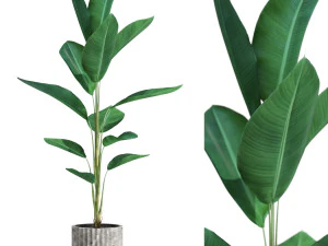 Коллекция растений 593 3D Модель