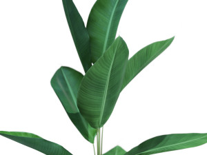 Plants collection 593 3D Model