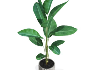 Plants collection 593 3D Model