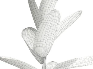 Collezione piante 593 Modello 3D