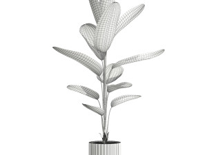 Plants collection 593 3D Model