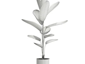 Collezione piante 593 Modello 3D